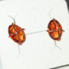 Glass tone earring studs - amber